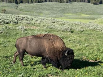 Brown buffalo in Yellowstone (public domain)