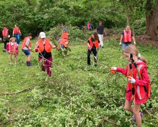 Girl scouts removing honeysuckle
