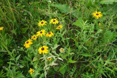 yellow flowers