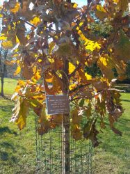 A tree planted in memory and honor of MGSC member Lynn Frock.